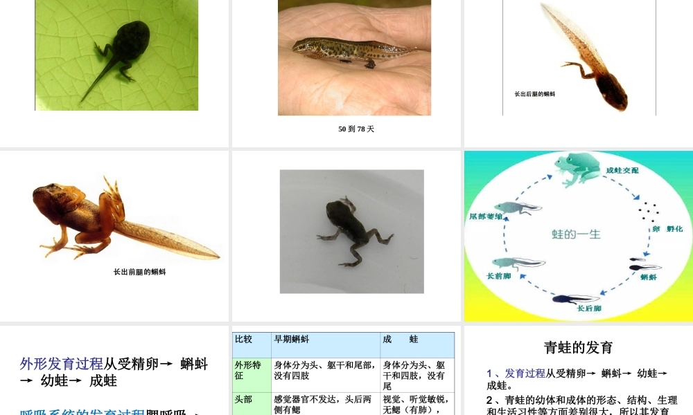 八年级生物下册 7.1.3 两栖动物的生殖和发育课件 新人教版-新人教级下册生物课件