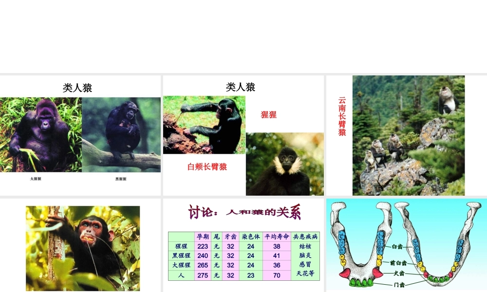 八年级生物下册 第21章 第三节 人类的起源与进化课件2 （新版）北师大版
