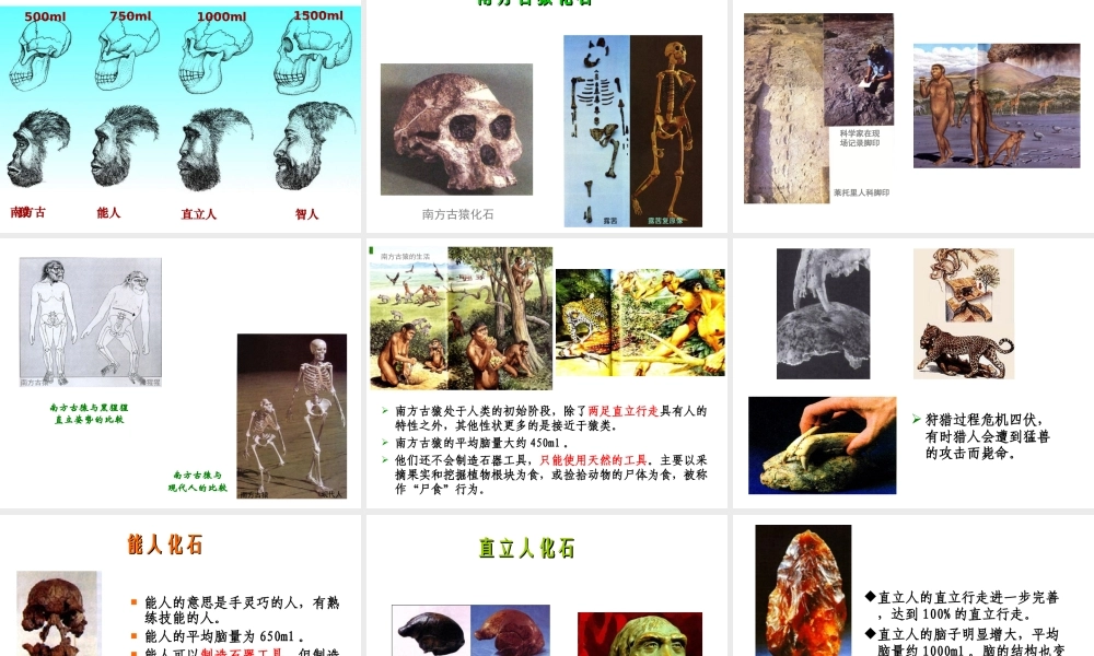 八年级生物下册 第21章 第三节 人类的起源与进化课件2 （新版）北师大版