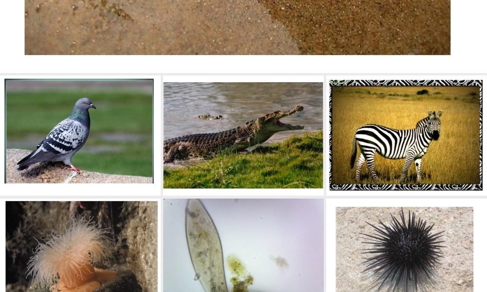 八年级生物下册 第4章 生物的类群 4.2 动物-鱼类课件 沪教版-沪教级下册生物课件