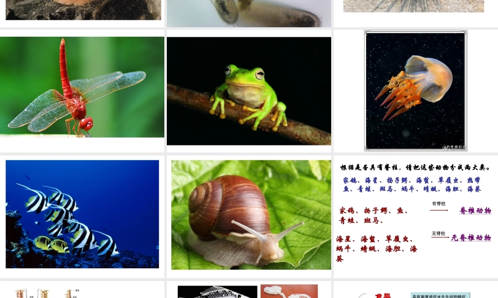 八年级生物下册 第4章 生物的类群 4.2 动物-鱼类课件 沪教版-沪教级下册生物课件