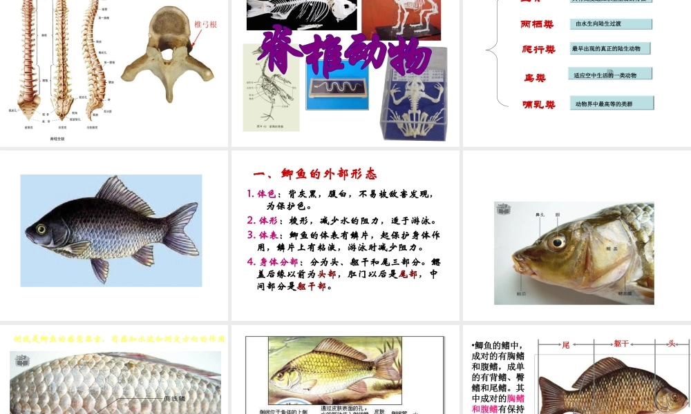 八年级生物下册 第4章 生物的类群 4.2 动物-鱼类课件 沪教版-沪教级下册生物课件