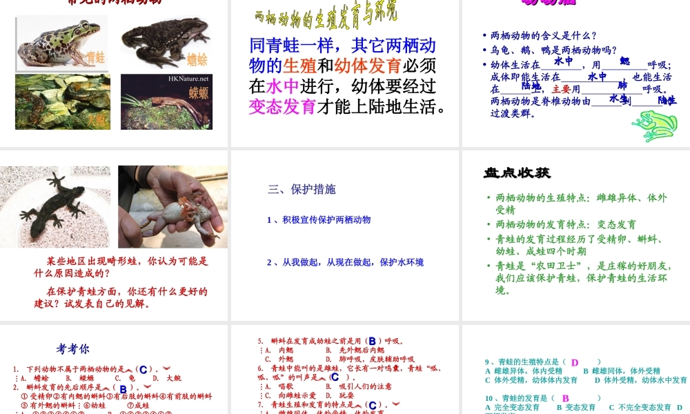 八年级生物下册 7.1.3 两栖动物的生殖和发育课件1 （新版）新人教版-（新版）新人教版初中八年级下册生物课件