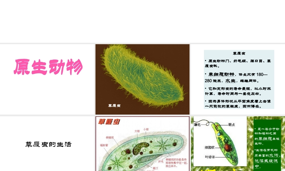 八年级生物下册 第4章 生物的类群 4.2 动物—原生动物、腔肠动物课件 沪教版-沪教版初中八年级下册生物课件