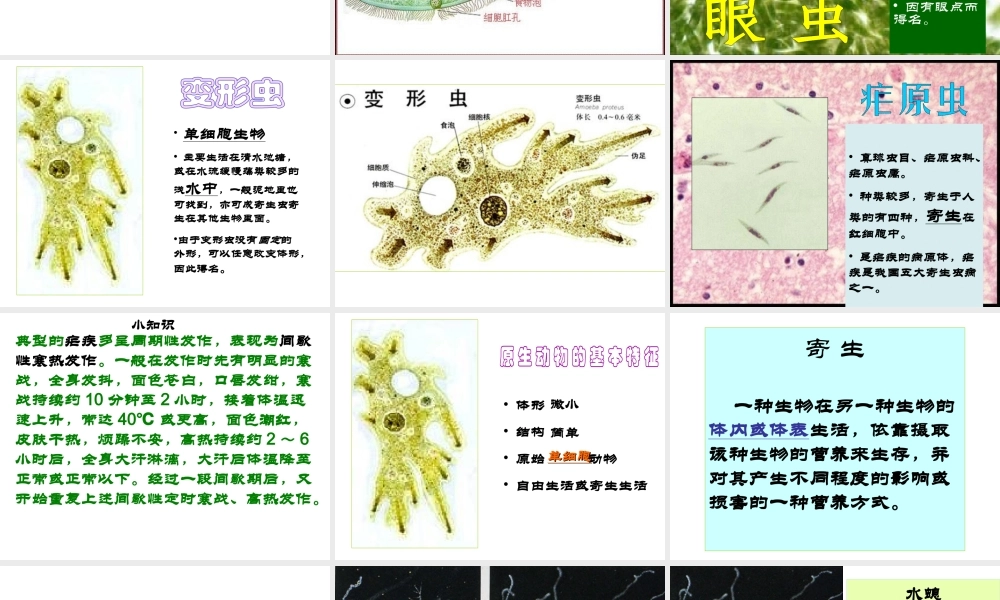 八年级生物下册 第4章 生物的类群 4.2 动物—原生动物、腔肠动物课件 沪教版-沪教版初中八年级下册生物课件