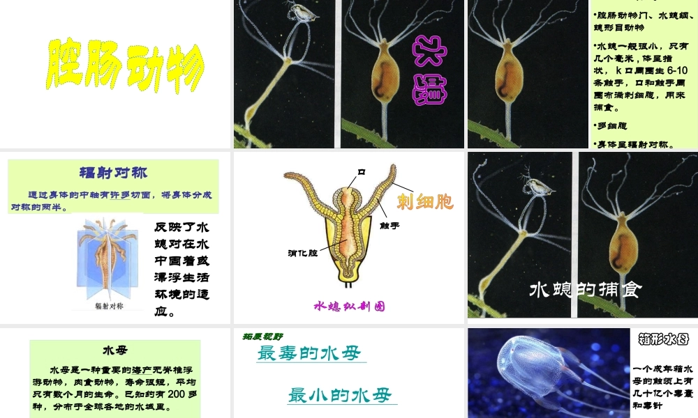 八年级生物下册 第4章 生物的类群 4.2 动物—原生动物、腔肠动物课件 沪教版-沪教版初中八年级下册生物课件