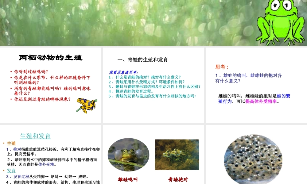 八年级生物下册 7.1.3 两栖动物的生殖和发育课件1 （新版）新人教版-（新版）新人教级下册生物课件