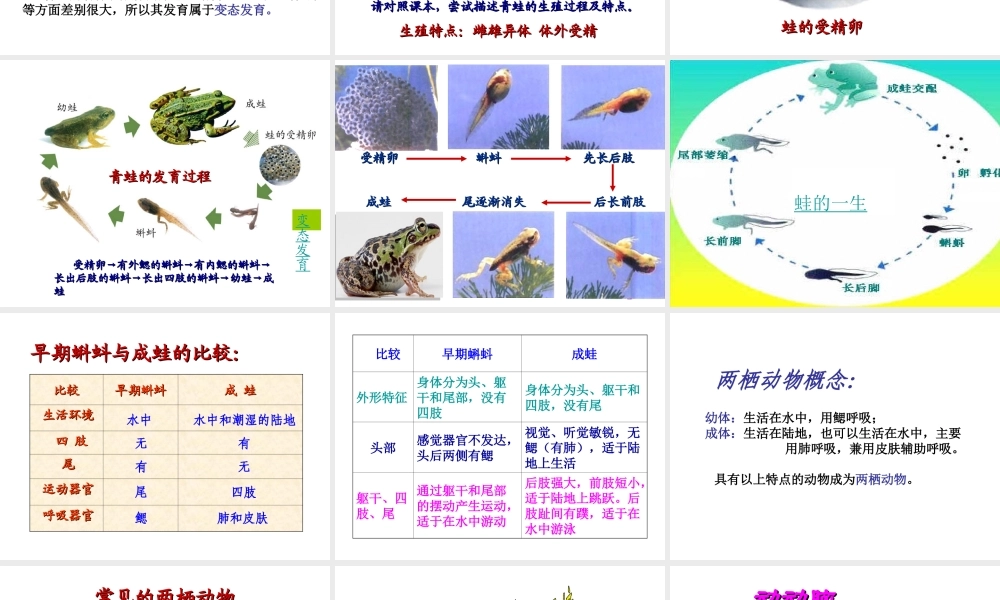 八年级生物下册 7.1.3 两栖动物的生殖和发育课件1 （新版）新人教版-（新版）新人教级下册生物课件