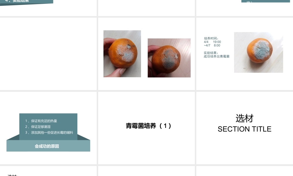 八年级生物下册 第4章 生物的类群 4.3 微生物—培养、观察青霉和酵母菌（实验）课件 沪教版-沪教版初中八年级下册生物课件