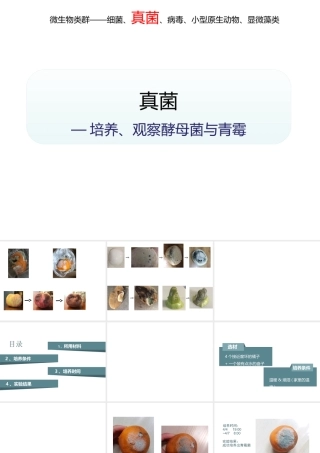 八年级生物下册 第4章 生物的类群 4.3 微生物—培养、观察青霉和酵母菌（实验）课件 沪教版-沪教版初中八年级下册生物课件