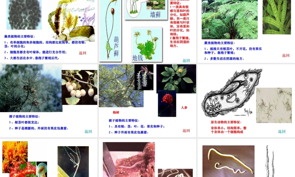 八年级生物下册 第7单元 第3章 第2节《生物进化的历程》课件 新人教版-新人教级下册生物课件