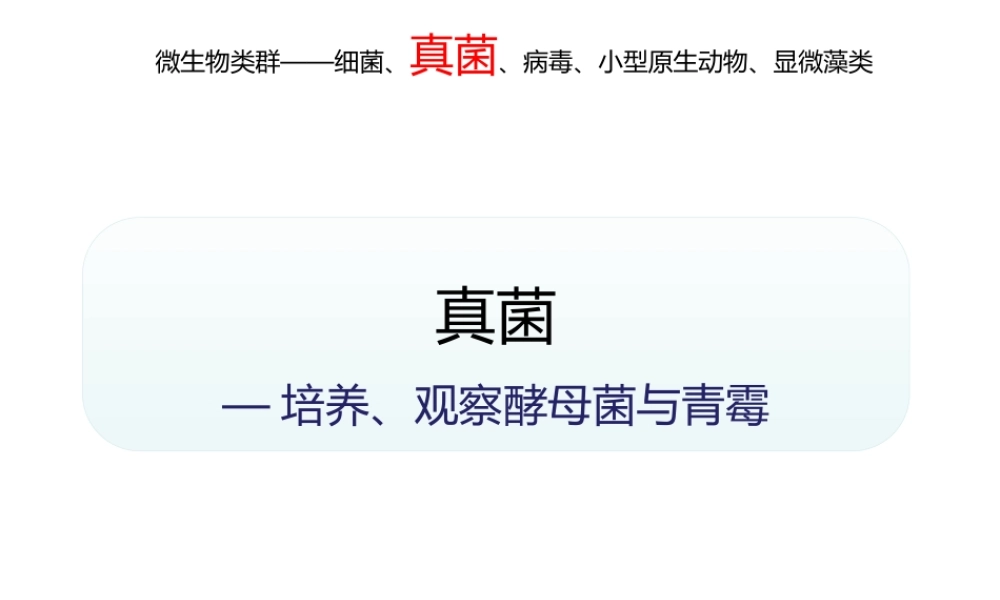 八年级生物下册 第4章 生物的类群 4.3 微生物-培养、观察青霉和酵母菌（实验）课件 沪教版-沪教级下册生物课件