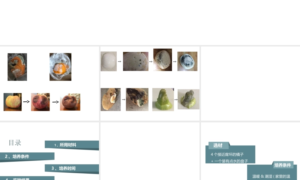 八年级生物下册 第4章 生物的类群 4.3 微生物-培养、观察青霉和酵母菌（实验）课件 沪教版-沪教级下册生物课件