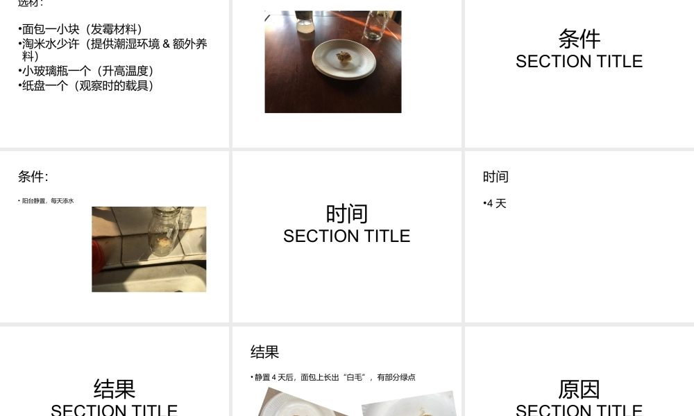 八年级生物下册 第4章 生物的类群 4.3 微生物-培养、观察青霉和酵母菌（实验）课件 沪教版-沪教级下册生物课件