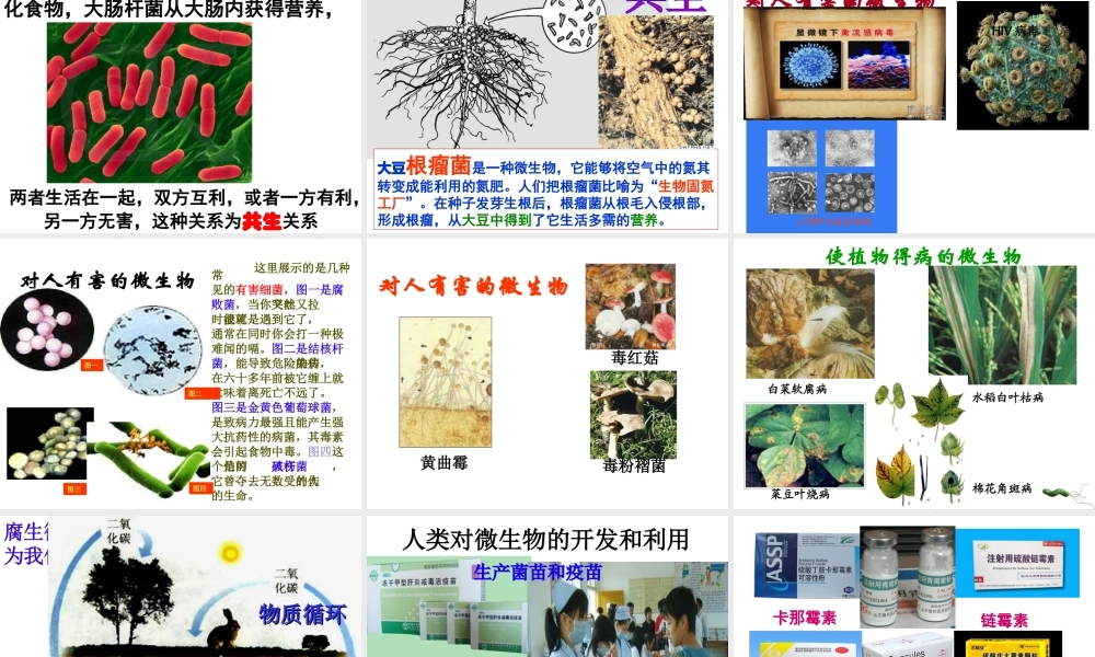 八年级生物下册 第4章 生物的类群 4.3 微生物-微生物与人类的关系课件 沪教版-沪教级下册生物课件
