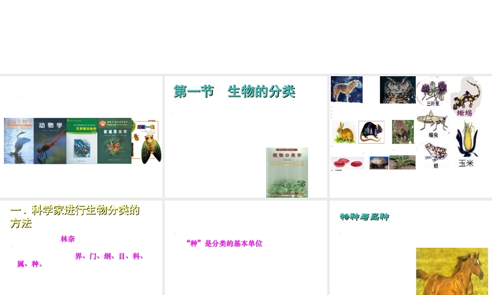 八年级生物下册 第22章 第1节 生物的分类课件 北师大版-北师大版初中八年级下册生物课件