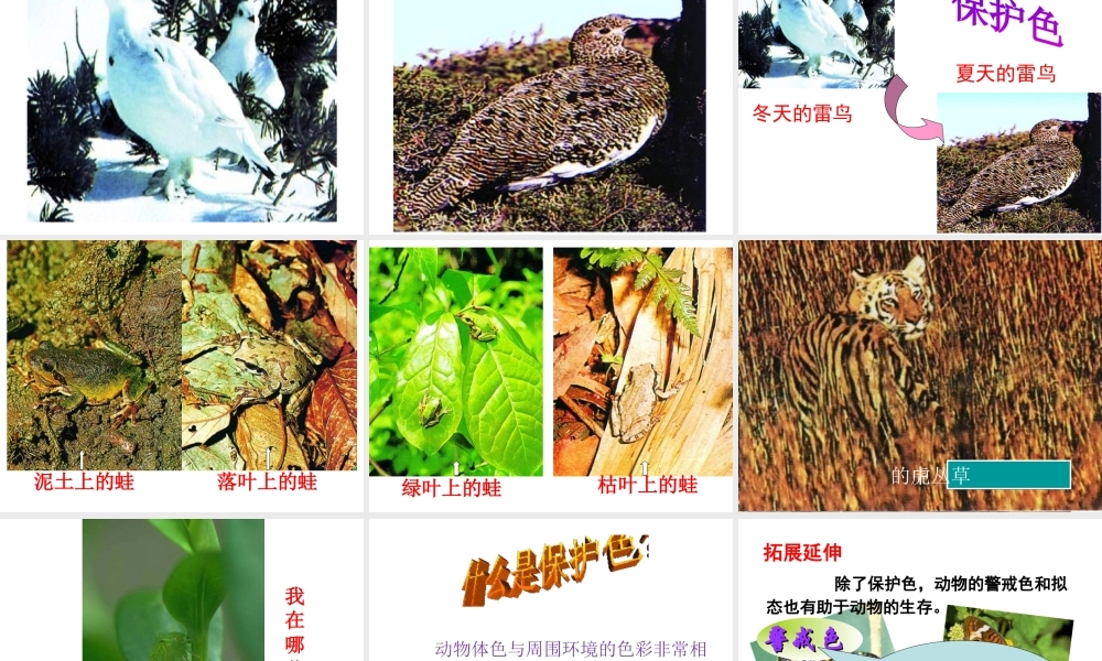 八年级生物下册 第7单元 第3章 第3节 生物进化的原因课件 （新版）新人教版-（新版）新人教版初中八年级下册生物课件