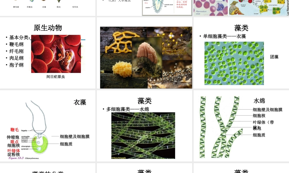 八年级生物下册 第22章 第2节 原生生物的主要类群课件 北师大版