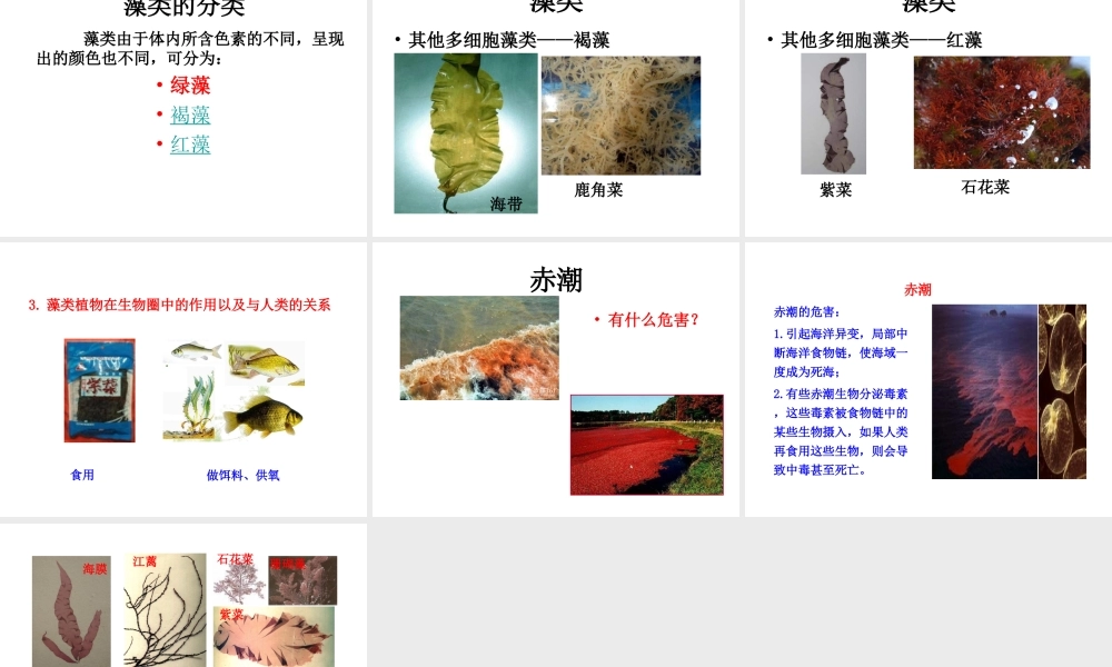 八年级生物下册 第22章 第2节 原生生物的主要类群课件 北师大版