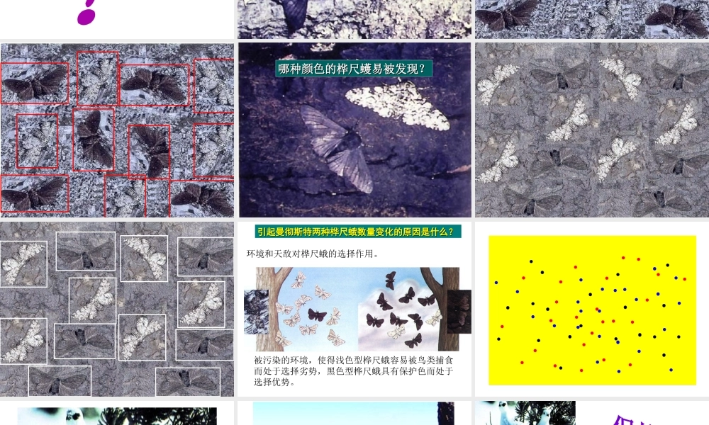 八年级生物下册 第7单元 第3章 第3节 生物进化的原因课件 （新版）新人教版-（新版）新人教级下册生物课件