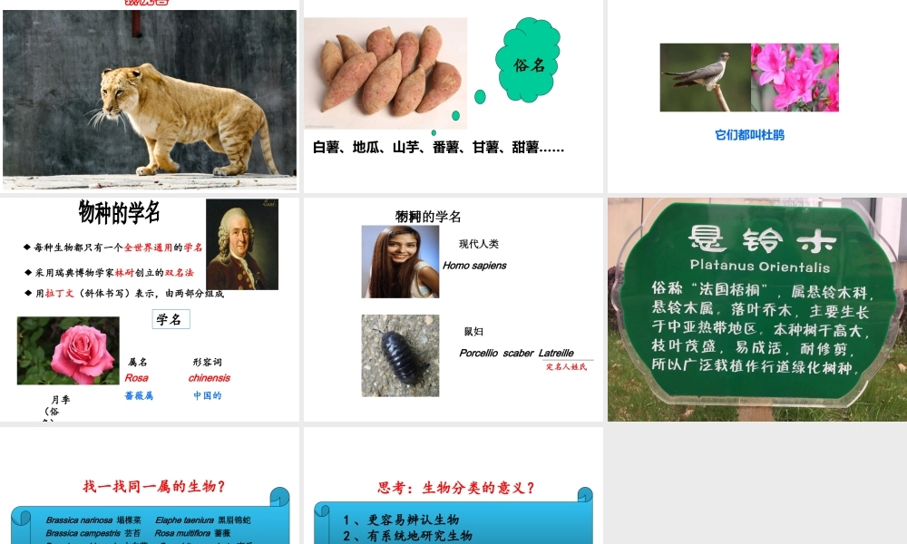 八年级生物下册 第4章 生物的类群 4.4 生物的分类—分类的阶元课件 沪教版-沪教版初中八年级下册生物课件