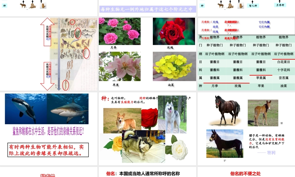 八年级生物下册 第4章 生物的类群 4.4 生物的分类-分类的阶元课件 沪教版-沪教级下册生物课件