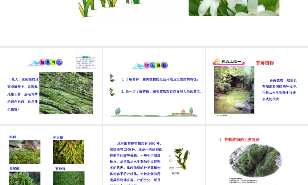 八年级生物下册 第22章 第2节 植物的主要类群（第2课时）课件 北师大版