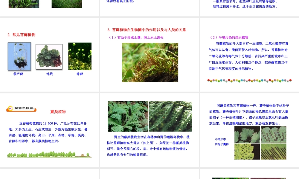 八年级生物下册 第22章 第2节 植物的主要类群（第2课时）课件 北师大版