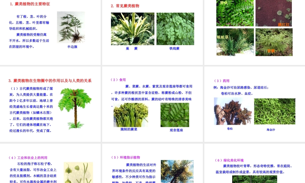 八年级生物下册 第22章 第2节 植物的主要类群（第2课时）课件 北师大版