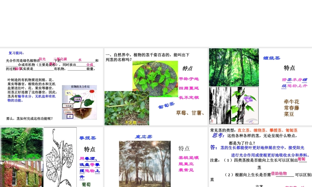 八年级科学《植物体中物质的运输》课件（1）