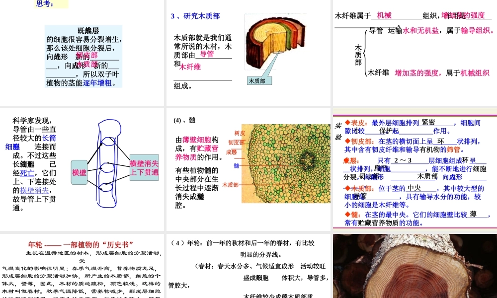 八年级科学《植物体中物质的运输》课件（1）