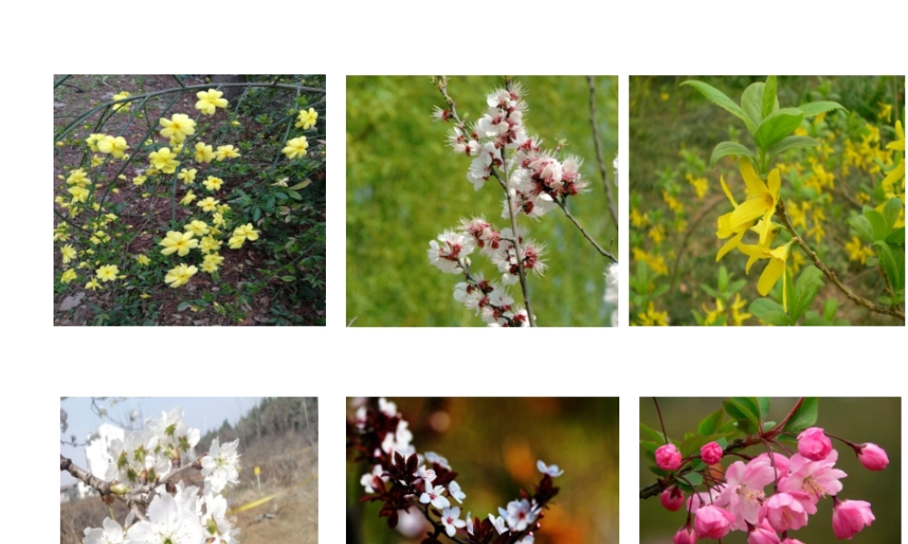 八年级生物下册 第4章 生物的类群 4.4 生物的分类-分类检索表课件 沪教版-沪教级下册生物课件