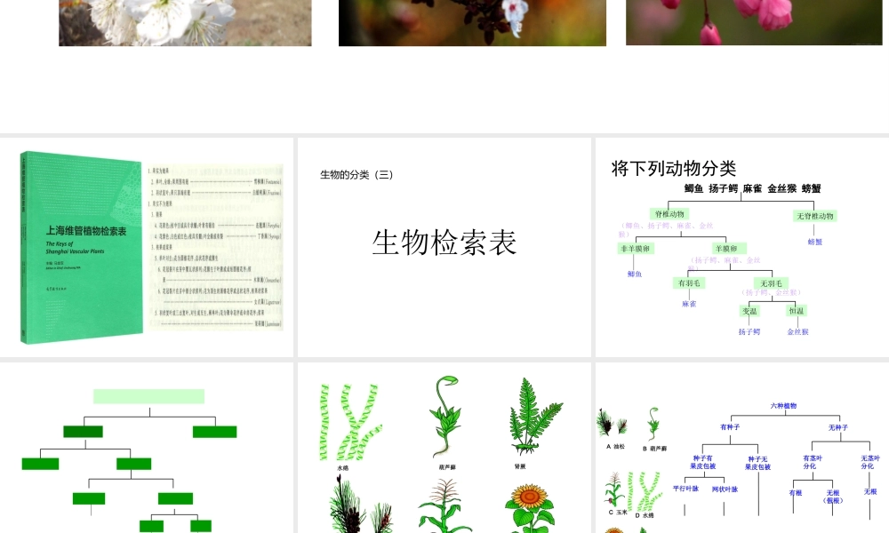 八年级生物下册 第4章 生物的类群 4.4 生物的分类-分类检索表课件 沪教版-沪教级下册生物课件