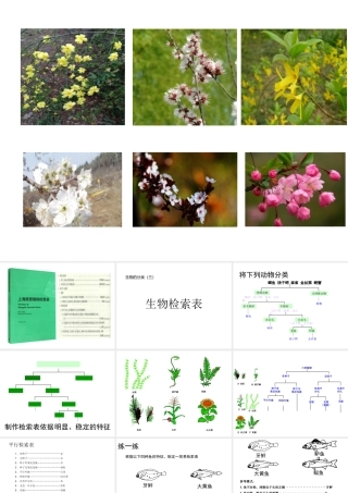 八年级生物下册 第4章 生物的类群 4.4 生物的分类-分类检索表课件 沪教版-沪教级下册生物课件