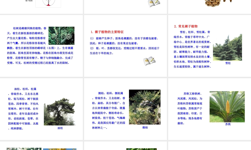 八年级生物下册 第22章 第2节 植物的主要类群（第3课时）课件 北师大版