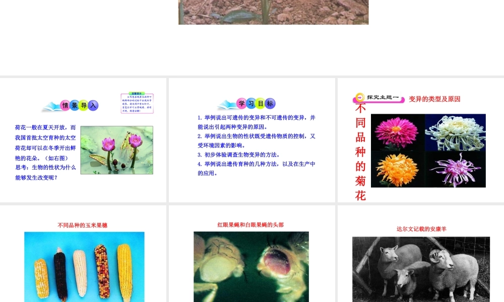 八年级生物下册 第7单元 第二章 第五节 生物的变异课件 新人教版