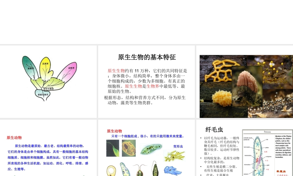 八年级生物下册 第22章 第2节《原生生物的主要类群》课件 （新版）北师大版