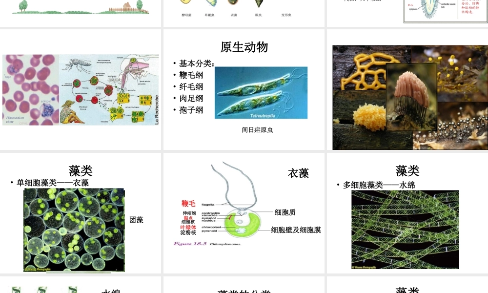 八年级生物下册 第22章 第2节《原生生物的主要类群》课件 （新版）北师大版