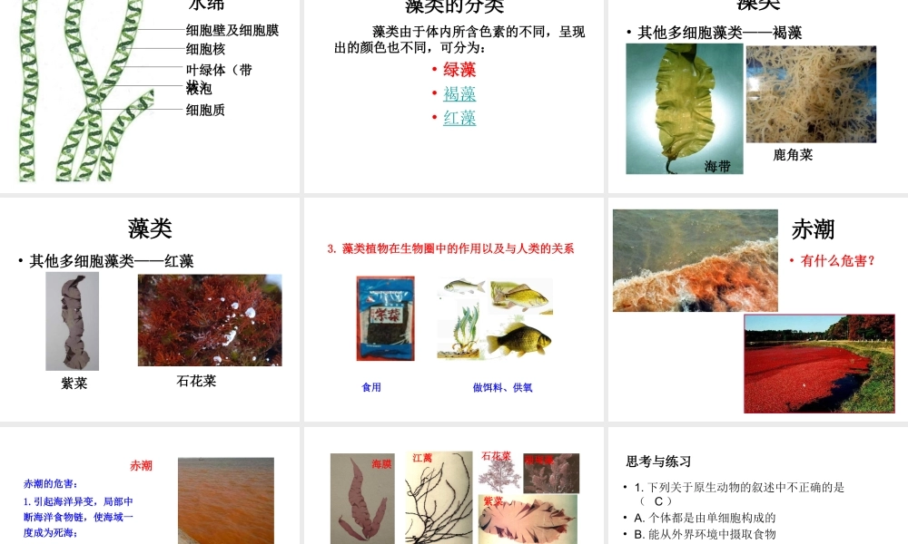 八年级生物下册 第22章 第2节《原生生物的主要类群》课件 （新版）北师大版