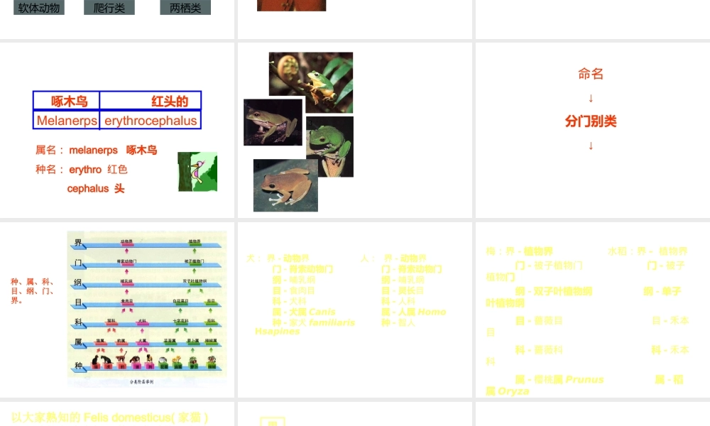 八年级生物下册 第4章 生物的类群 4.4 生物的分类-物种的命名课件 沪教版-沪教级下册生物课件