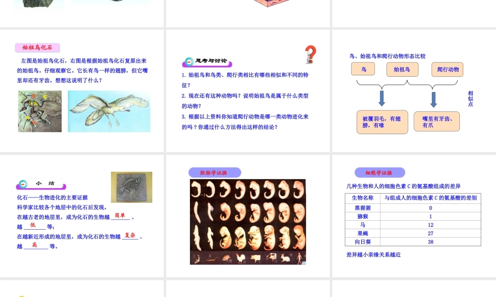 八年级生物下册 第7单元 第三章 第二节 生物进化的历程课件 新人教版