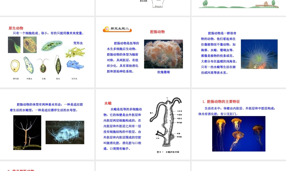 八年级生物下册 第22章 第3节 动物的主要类群（第1课时）课件 北师大版