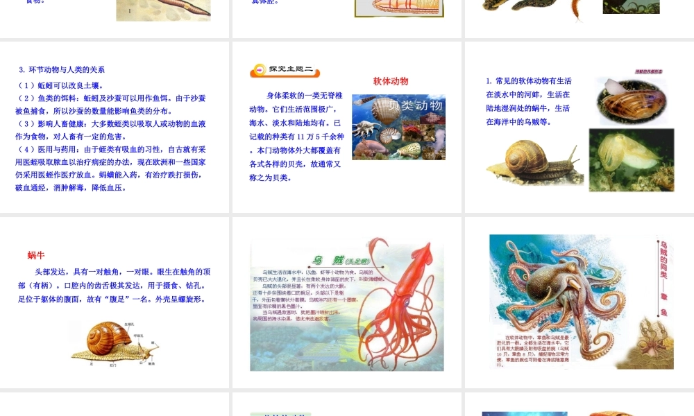 八年级生物下册 第22章 第3节 动物的主要类群（第2课时）课件 北师大版