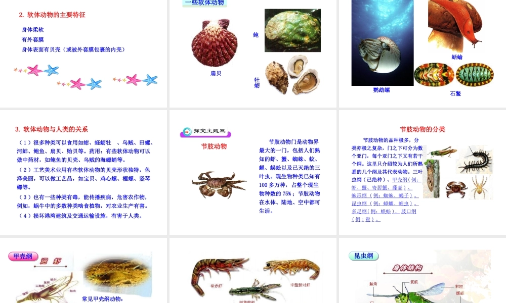 八年级生物下册 第22章 第3节 动物的主要类群（第2课时）课件 北师大版