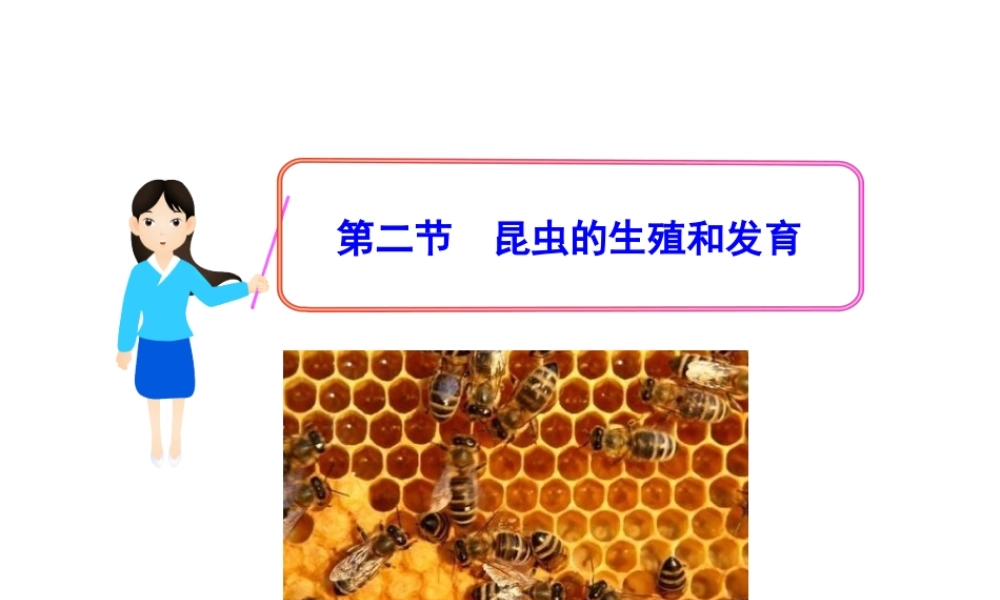 八年级生物下册 第7单元 第一章 第二节 昆虫的生殖和发育课件 新人教版