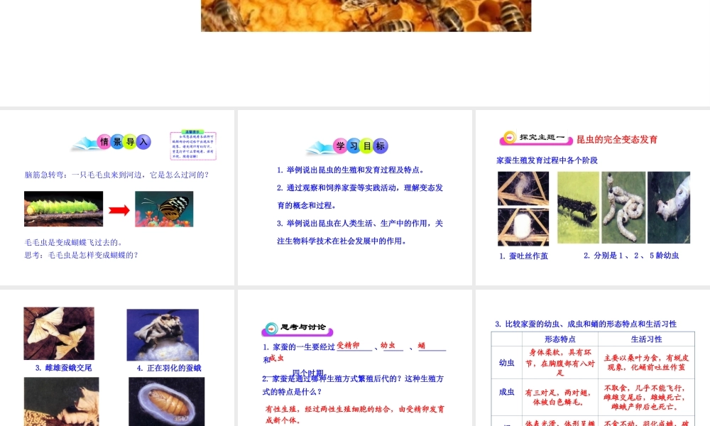 八年级生物下册 第7单元 第一章 第二节 昆虫的生殖和发育课件 新人教版