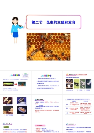 八年级生物下册 第7单元 第一章 第二节 昆虫的生殖和发育课件 新人教版