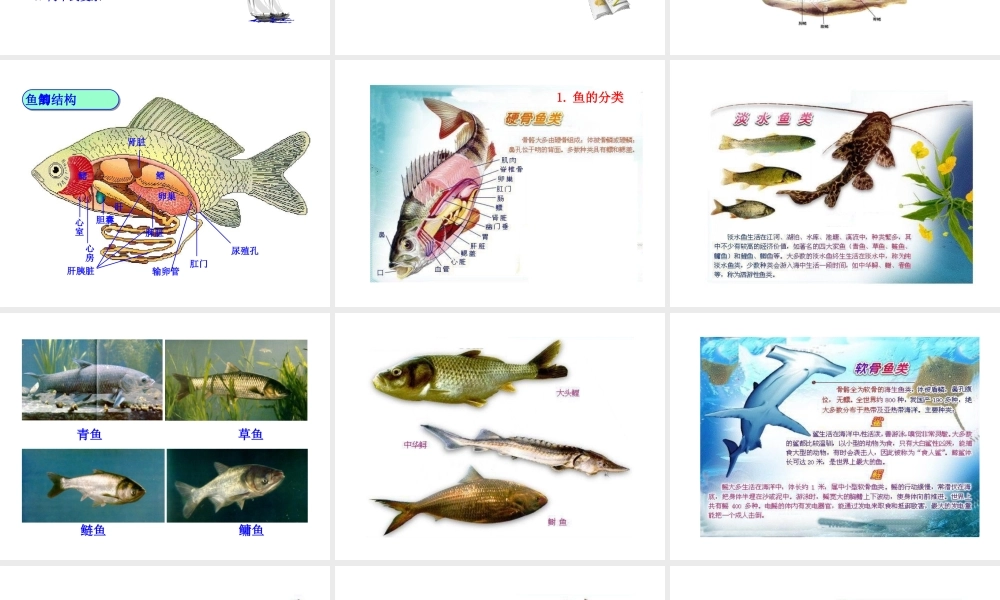 八年级生物下册 第22章 第3节 动物的主要类群（第3课时）课件 北师大版