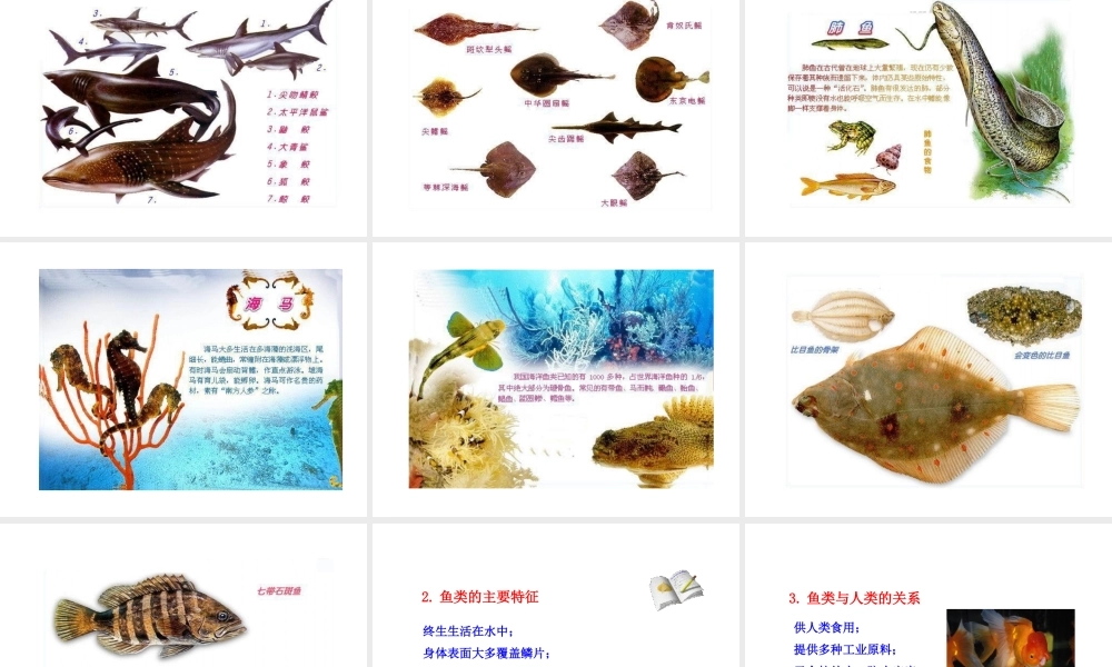 八年级生物下册 第22章 第3节 动物的主要类群（第3课时）课件 北师大版