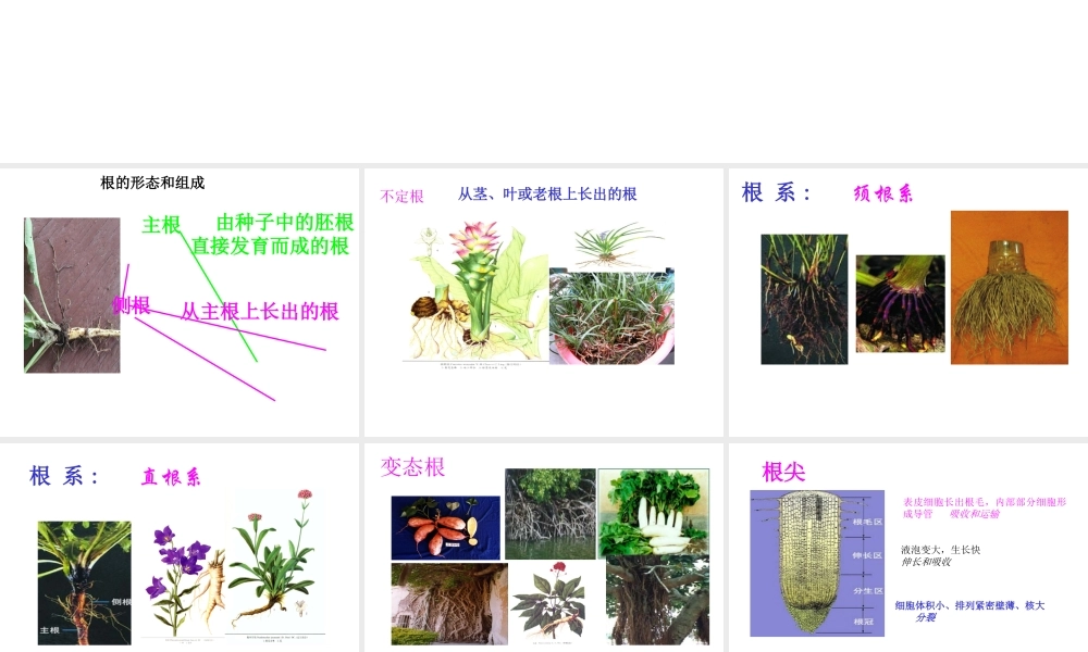 八年级科学上册 6.1 绿色植物的营养器官课件 华东师大版